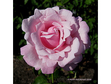Rosa (����) Memorial Day / Millie Rose C5 - 12,95