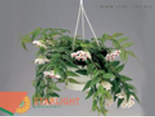 ���� (40) 995.00