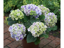 Hydrangea (���������) m. Bavaria P19/C3 25-30 CM - 7,0