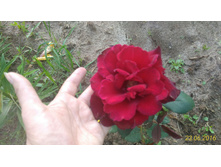 P 20160623 184446 1 p.jpg