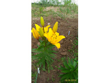 P 20160616 190755 1 p.jpg