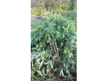 IMG 20160611 192408.jpg