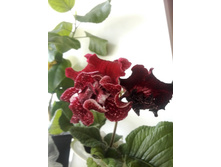 IMG 20160605 085419.jpg