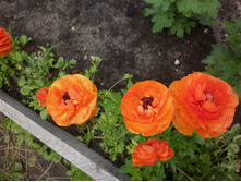 ����������  ���������