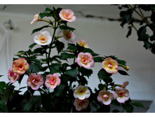 Lemon Orchard (2).JPG