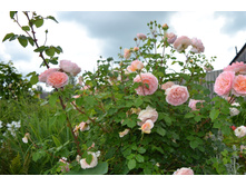 Abraham Darby