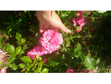 P 20160623 115041 1 p.jpg