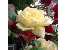 Rosa (����) Stamfords Sanctuary C5.5 - 2 1,06