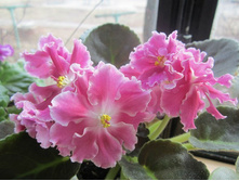 ��-������� (���� �� ���������)