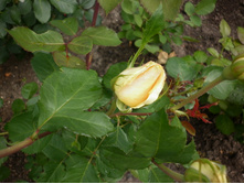 �� "��������"