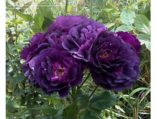 Rosa (����) Midnight Blue C5 - 12,95