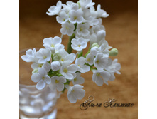 ������� ��� ����� "����� ������"