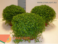 ���������� (15) 155.00