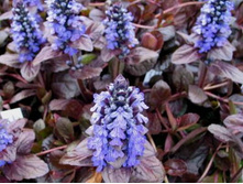 ������� Atropurpurea
