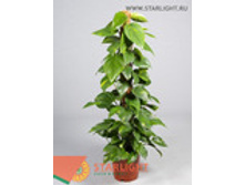 ���������� (150) 2 995.00