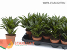 ������� �������� (25) 195.00