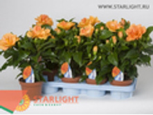 �������� ����� (40) 325.00