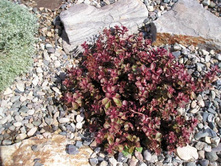 ������ ���������