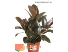 ����� �������� ������ (40) 245.00