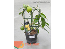 ��������������� (30) 1 495.00