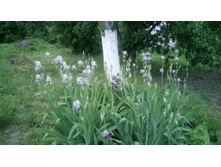 ����� ������