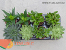 ���������� (25) 295.00