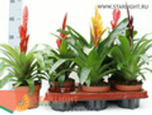 ������ (45) 495.00