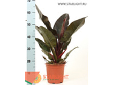 ����������� �������� ��� (60) 695.00