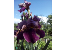 IMG 20160612 133922.jpg