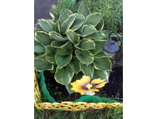 IMG 20160610 184640.jpg