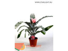 ����� �������� (60) 895.00