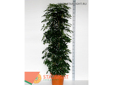 �������� �������� (210) 8 995.00