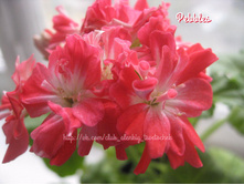 ����������� Pebbles