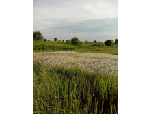 IMG 20160616 180319.jpg