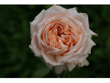 Rosa (����) Antico Amore C5 - 11,93