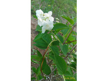 P 20160616 190921 1 p.jpg