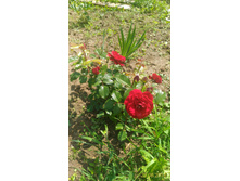 P 20160623 114955 1 p.jpg