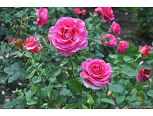 Rosa (����) Gentle Giant �5 - 12,95
