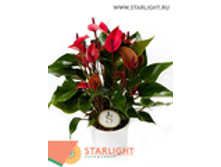 �������� ��� ������� (50) 795,00