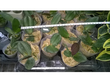 Dtps-Miki-Angel (2).jpg