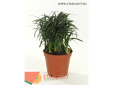 ��������� ����� (15) 225.00