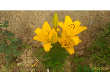 P 20160619 170133 1 p.jpg