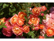 Rosa (����) Briosa C5 - 8,89