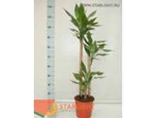 ������� ��������� (140) 1 995.00