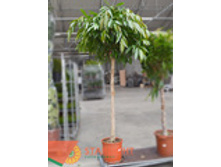 ����� ���� ������ ���� (210) 26 500.00