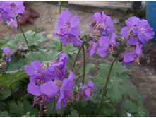 ������ �������