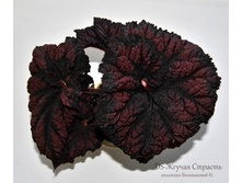 DS-������ �������