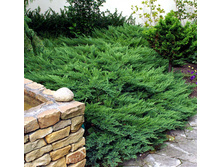 Juniperus (����-�) sabina Rockery Gem - 5,21
