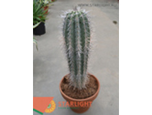 ������ ������ (80) 3 550.00