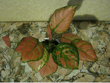 aglaonema pink valentine